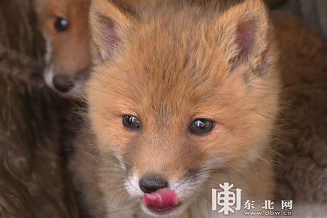 英遭弃狐狸被收养后不适应野外对人友好|文章|中国国家地理网