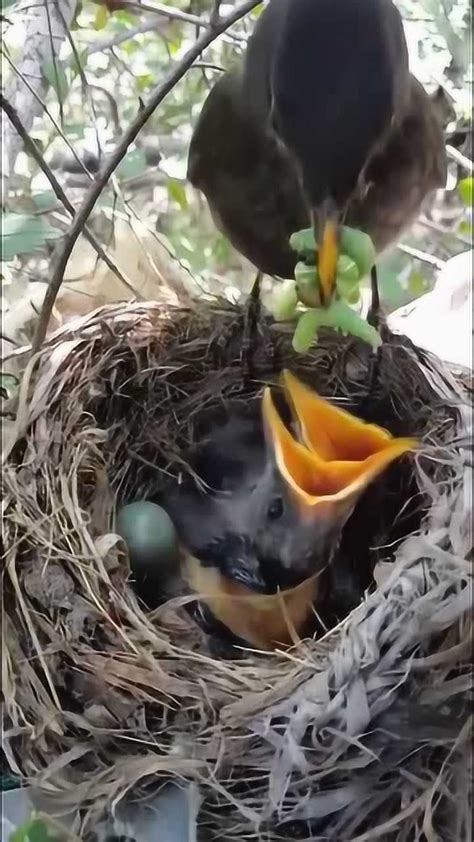 [美图]摄影师捕捉鸟妈妈喂养幼鸟瞬间_360社区