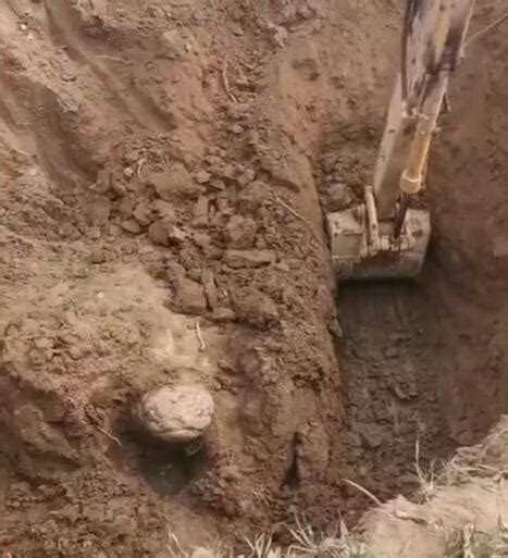 河南一村庄修路挖出大石龟 石龟在古代象征着什么 _八宝网