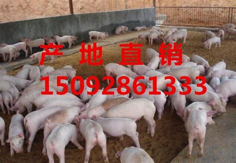 生猪价格下跌，仔猪价格上升，养殖户下半年饲养母猪卖仔猪可行不 最近半个月的生猪价格可谓是让农民养