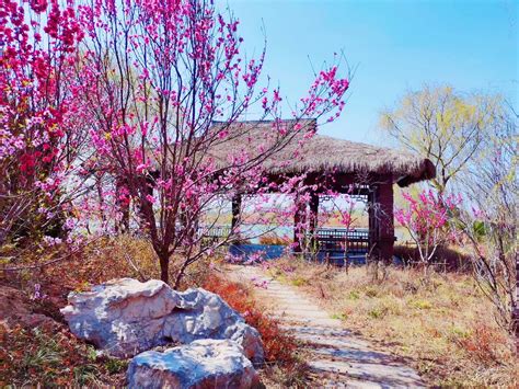 高青旅游攻略 | 春风又绿黄河岸_淄博民生_淄博_齐鲁网