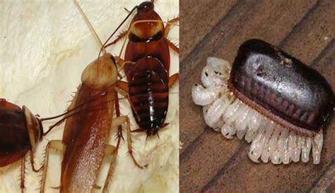 雌性蟑螂的强大技能：单性繁殖|灭蟑螂|专业灭蟑