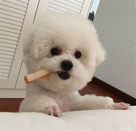 比熊头像甜美女生图片
