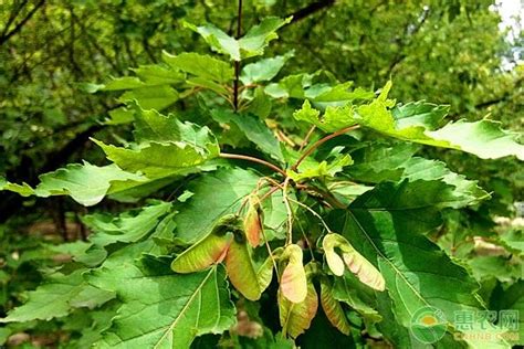 茶条槭Acer ginnala Maxim._植物图片库_植物通