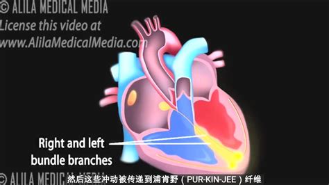 心脏传导系统和理解心电图