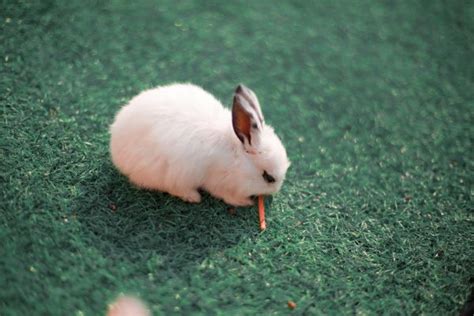 兔的三合生肖是什么 生肖兔的三合贵人是谁 - 万年历