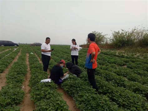 安徽蒙城：蔬菜出口助农增收-人民图片网