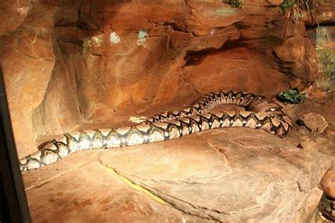 【亚马逊巨蟒】百科详解_蟒蛇_毒蛇网