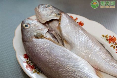 潮汕地区常见的各类鱼，你知道各类鱼在潮汕的叫法吗？_关注汕头_蓝色河畔