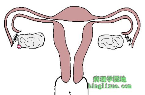 女性生殖系统结构解析 - 女性生殖 - 轻壹