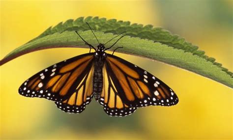 世界上最罕见的蝴蝶，传说其中一种蝴蝶甚至拥有穿梭阴阳的能力！|凤蝶|蝴蝶|眼蝶_新浪新闻