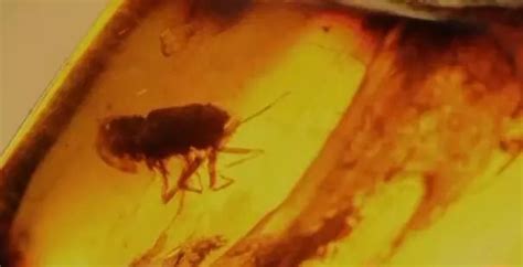 抚顺琥珀封存5千万年前生物种群:摇蚊正交尾|文章|中国国家地理网
