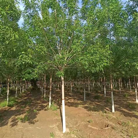 白蜡树种植每亩多少棵？白蜡树种植管理技术-种植技术-中国花木网