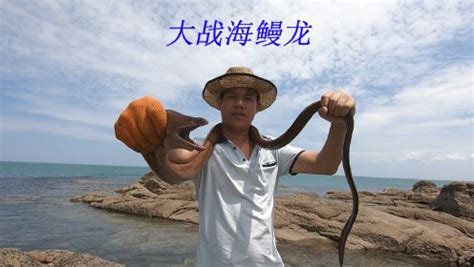 金环海蛇、盗墓笔记中曾提到过的金环海蛇真实样子【带视频】_海蛇_毒蛇网