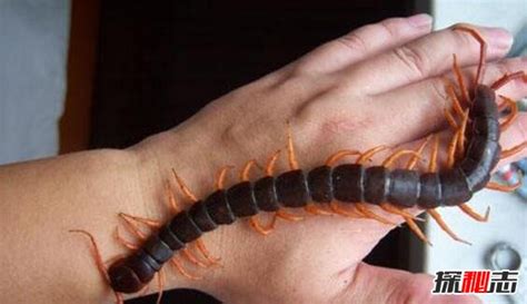 最大的蜈蚣长什么样(世界上最大的蜈蚣究竟有多大？) | 说明书网
