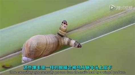 被寄生的僵尸蜗牛 柚子木字幕组_高清1080P在线观看平台_腾讯视频