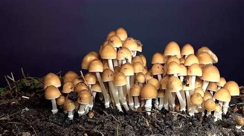 蘑菇的生长过程，你们见过吗？_腾讯视频