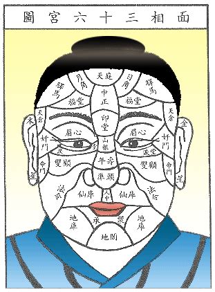人脸部位名称图解图片 人脸部位名称图解图片