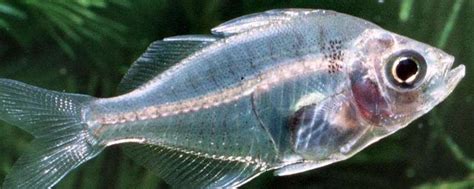 透明鱼的特点 透明鱼种类 _可以看到