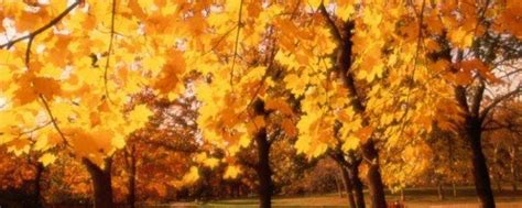 秋天到了大自然有哪些变化？
