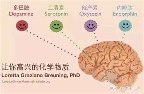 揭示大脑中的多巴胺释放机制-搜狐大视野-搜狐新闻