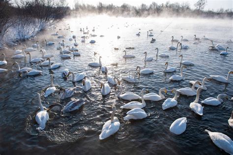 美丽的白天鹅在不结冰的冬季湖中游泳高清图片下载-正版图片505783609-摄图网