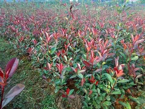 红叶石楠让颜色更红艳的小技巧分享 - 南京雅萍苗圃场