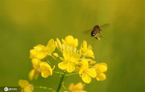 蜜蜂在蒲公英上飞来飞去高清图片下载-正版图片506472569-摄图网