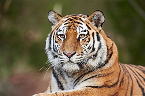 老虎如果灭绝，对人类的影响有多大？远比你想象的严重-搜狐大视野-搜狐新闻