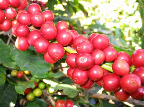 海南咖啡-海南掉期市场管理有限责任公司