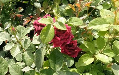 路易十四玫瑰月季花品种介绍及图片 - 蓝妖花园