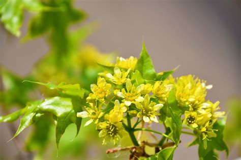 五角枫种子可以秋播吗-花卉百科-绿宝园林网
