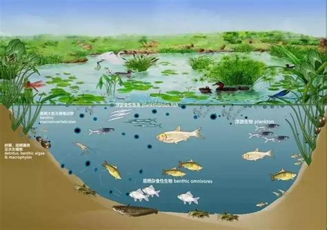 趣味冷知识科普：人们通常会借助于哪种昆虫 对湿地水质进行监测？|趣味|知识-360GAME-川北在线