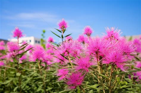 粉色花海摄影图__花草_生物世界_摄影图库_昵图网nipic.com