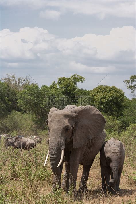 大象在路上。肯尼亚马赛马拉的灌木丛高清摄影大图-千库网