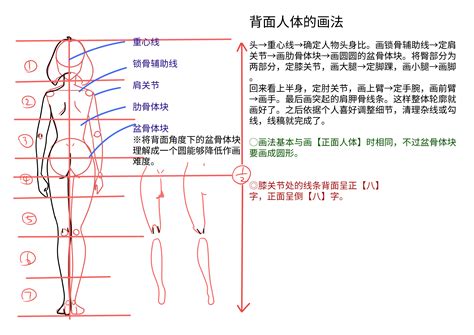 漫画人体入门图片