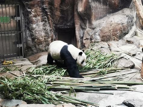熊猫吃竹子高清图片下载-正版图片501313462-摄图网