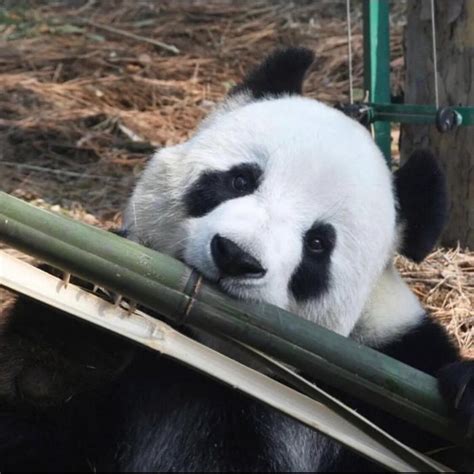 熊猫妹非主流头像