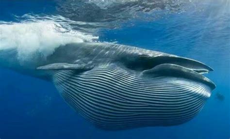 巨鲸,超级巨鲸,巨鲸王(第2页)_大山谷图库
