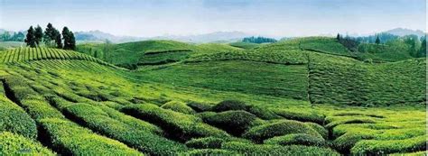 茶叶批发，中国五大茶叶批发市场，中国最大的茶叶批发市场 - 知乎