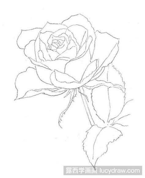 花素描图片