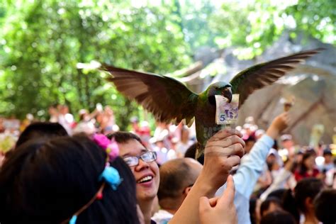 东湖飞鸟世界恢复营业 一起“林”距离听鸟语 - 国内 - 东南网旅游频道