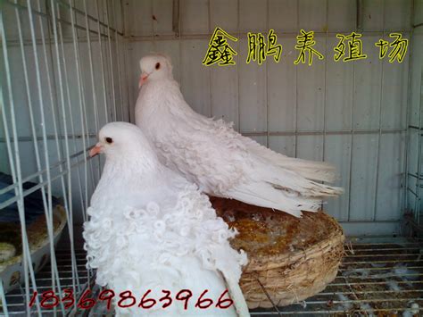 观赏鸽秀--中国信鸽信息网相册