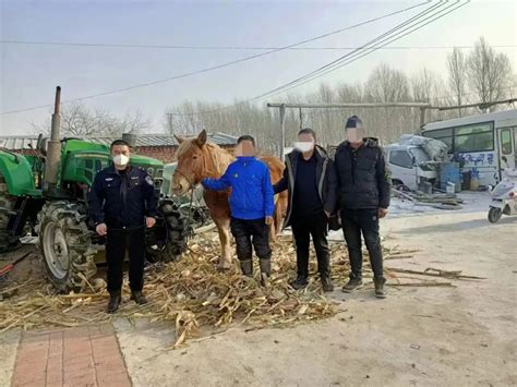 探访中国最大的驴马骡大集，数千牲畜齐聚