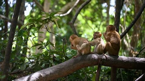 【趣猴摄影图片】森林公园生态摄影_静影沉碧_太平洋电脑网摄影部落