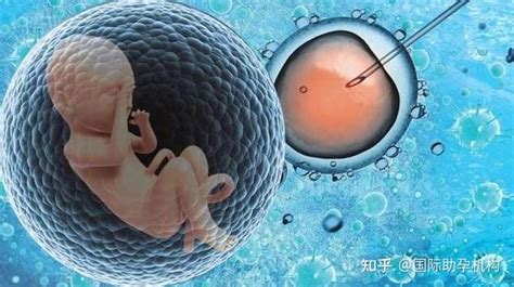 什么样的胚胎才是好胚胎？_泰东方国际