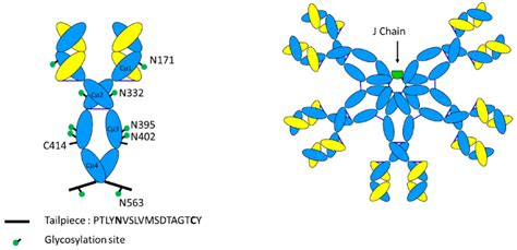 IgM的抗体结构-IgM单抗开发/改造-德泰生物