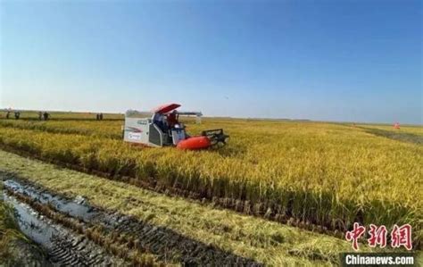 中国农民逆天了，在干旱沙漠种水稻，老外看了直呼不信