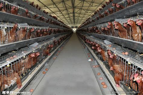 六盘山下好风光——现代化蛋鸡养殖的生动图景-宁夏新闻网