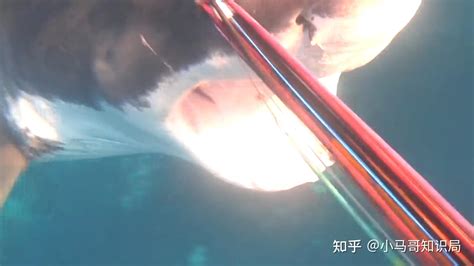 大白鲨真的好大啊_腾讯视频